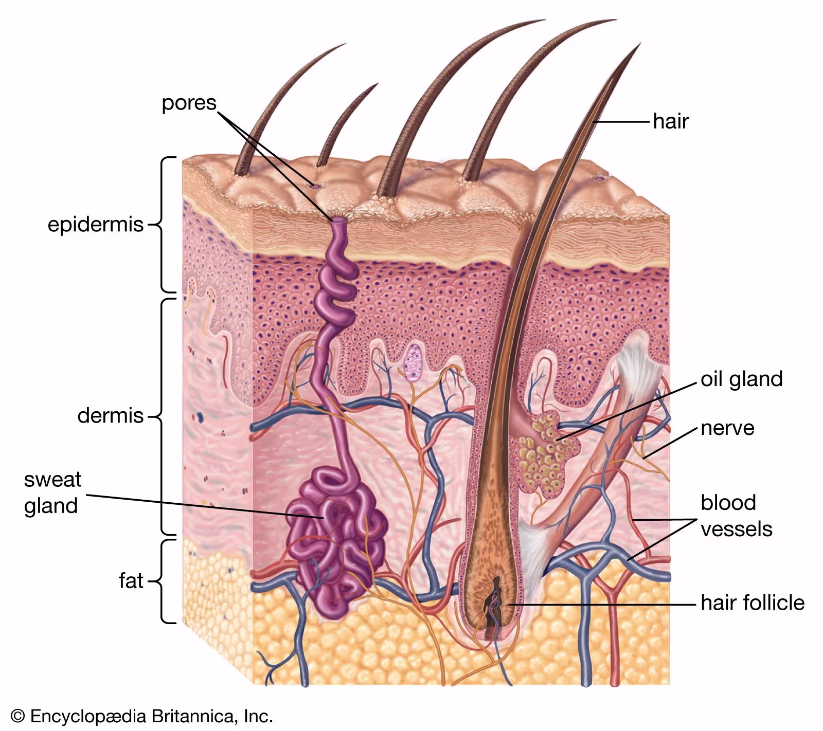 cross-section-skin-structures